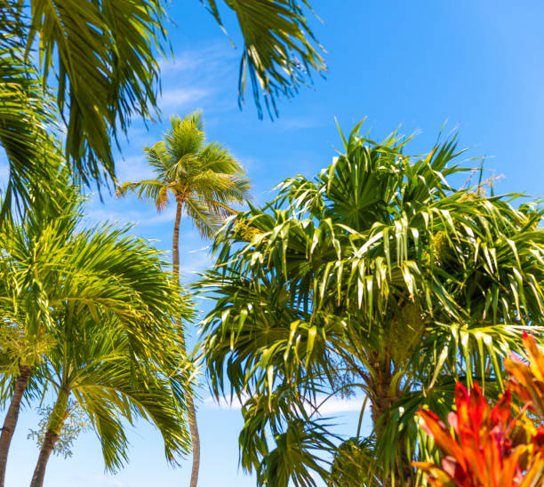 istock IslaMorada, Florida keys beach scene 1493074412