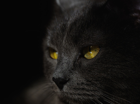 Portrait of a one year old Chartreux cat