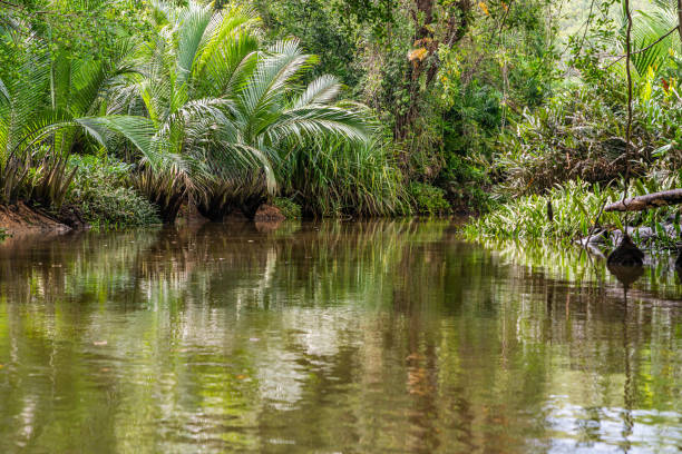 istock Banyan Tree and Mangrove forest in Sang Nae Canal Phang Nga, Thailand 1493079102