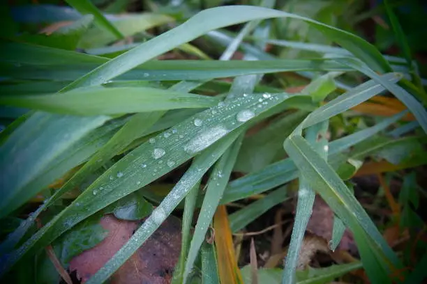 Photo of Dew or melt water on green grass. Thawing after a morning winter frost. Lying grass in the meadow. Off-season, windless calm weather. Green leaf with water drops