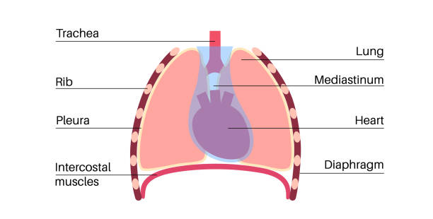 60+ Mediastinum Stock Illustrations, Royalty-Free Vector Graphics
