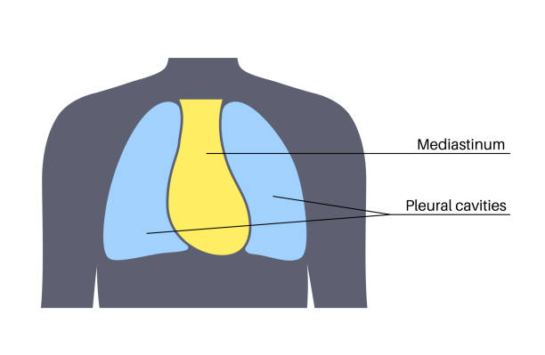 60+ Mediastinum Stock Illustrations, Royalty-Free Vector Graphics