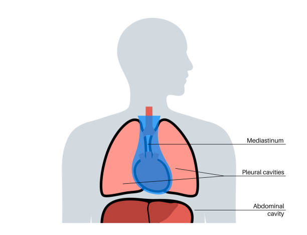 60+ Mediastinum Stock Illustrations, Royalty-Free Vector Graphics