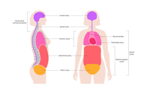 60+ Mediastinum Stock Illustrations, Royalty-Free Vector Graphics