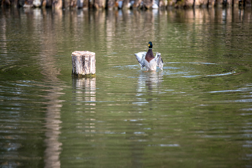 Duck Enjoy in the Lake in an Awakening Botanic Park in Spring, Arboretum Volčji Potok, Slovenia