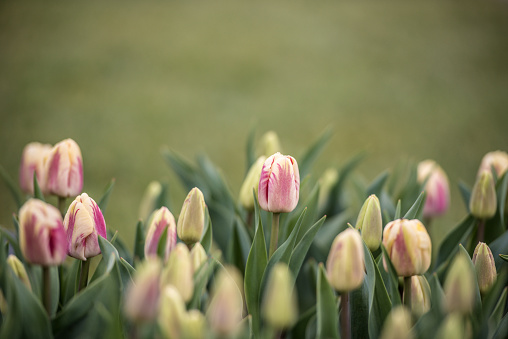 Pink white Tulip flower in close up