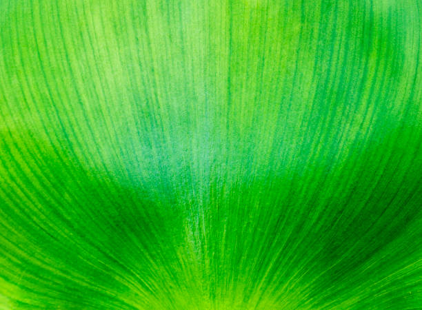 istock Close up water hyacinth leaf texture background 1493085758