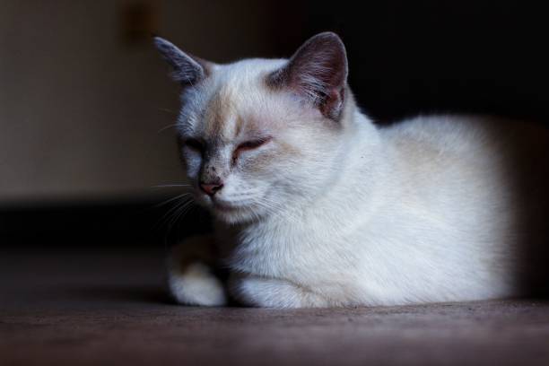 istock Cats are also called domestic cats or house cats (scientific name: Felis silvestris catus or Felis catus) 1493088891