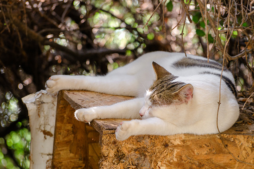 a cute cat sleeping in the garden