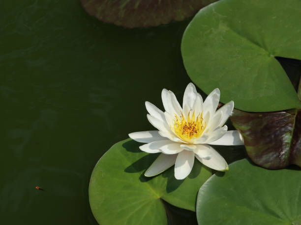 istock white lotus flower in the swamp 1493089763