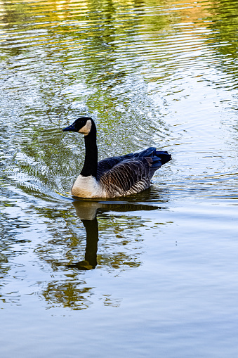 A Canadian Goose stands in the water. Reflection can be seen within the water.