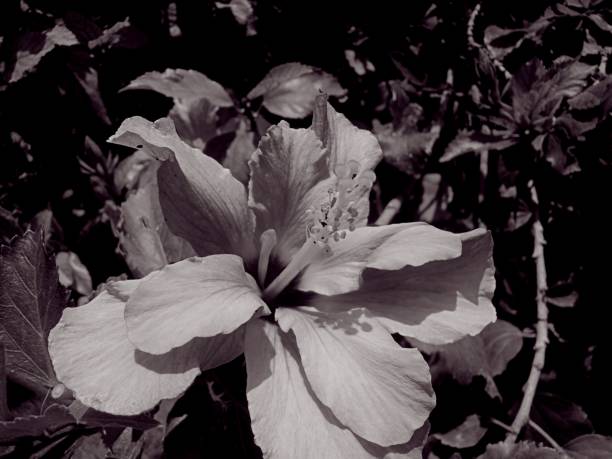istock Black and White picture of a rose 1493090800