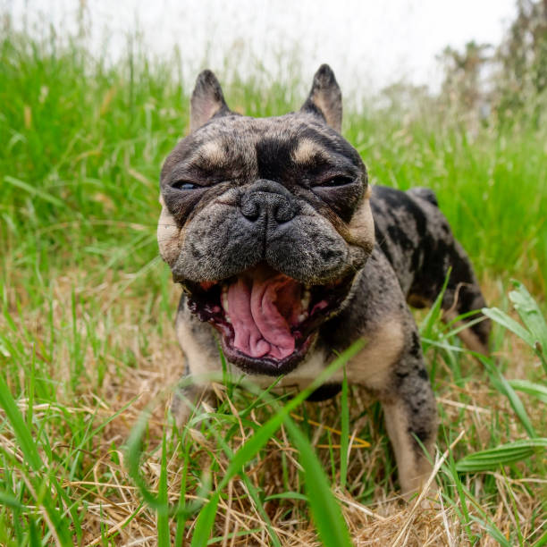istock Blue Tri Merle French Bulldog 1493091055