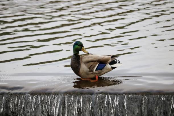 istock Drake Mallard Duck Waterfall Bliss 1493091074