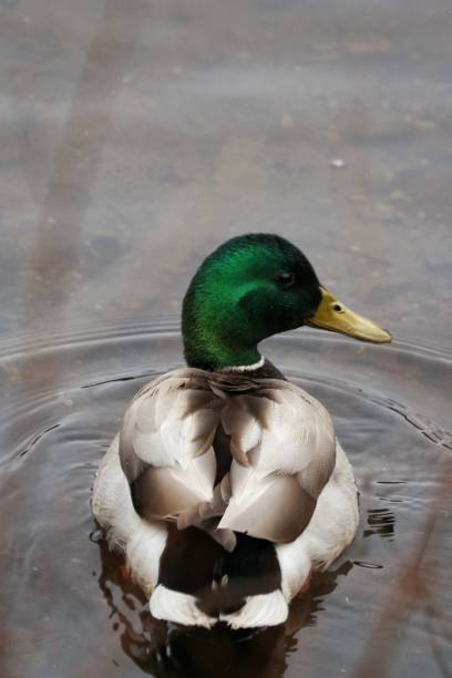 istock Duck, Duck, Feathers! Drake Mallard Duck Close-up 1493091099