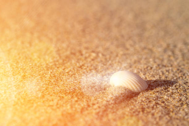 ракушка в песке. вид на песчаный пляж и лучи заходящего солнца. - sandy brown bay beach sand стоковые фото и изображения