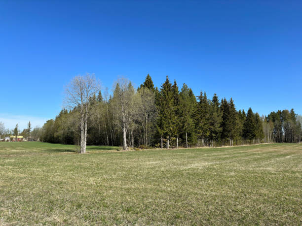istock Spring landscape of north Sweden 1493092226