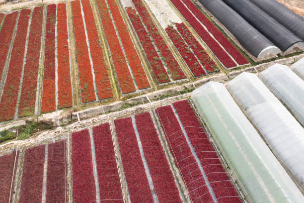 istock Flower Planting and Cultivation Base 1493092318