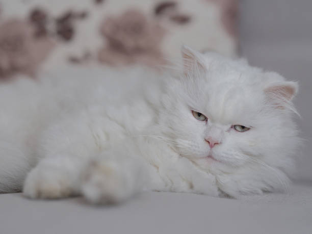 istock portrait of beautiful white cat 1493092663