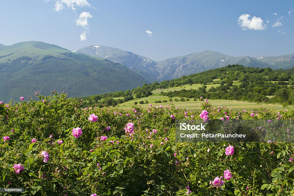 Rosa dei campi - Foto stock royalty-free di Bulgaria