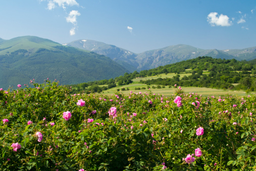 The famouse rose fields in the Tracian Valley near Kazanlak Bulgaria