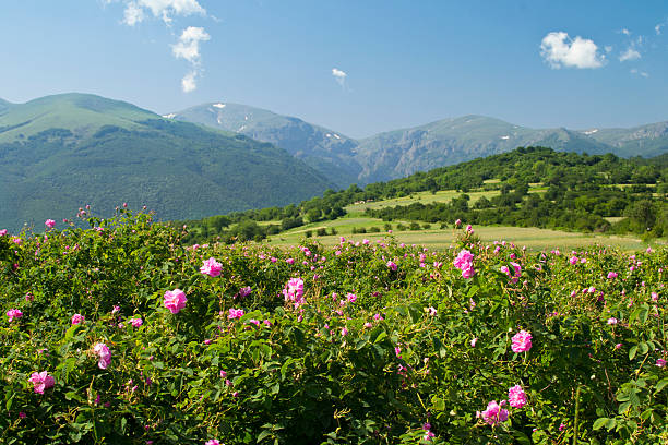 Field of wild pink roses in mountainous green scenery The famouse rose fields in the Tracian Valley near Kazanlak Bulgaria bulgaria stock pictures, royalty-free photos & images