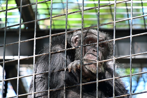 Sad chimpanzee inside a metal cage portrait