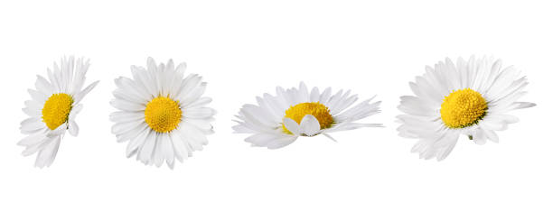 Set of white Chamomile flower isolated on white background.