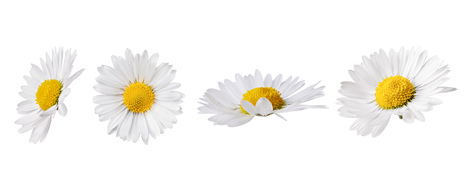 Set of white Chamomile flower isolated on white background. Daisy flower, medical plant. Chamomile flower head as an element for your design.