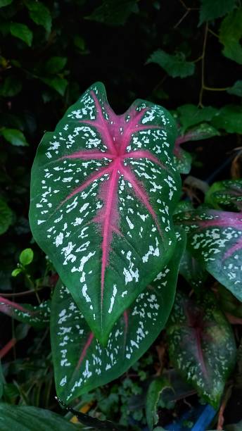 istock Ornamental caladium plant 1493094988