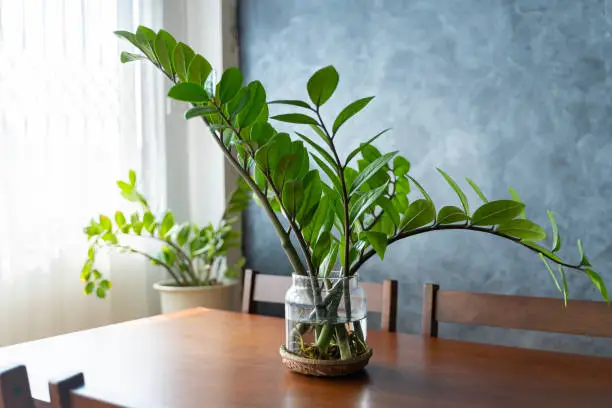 Zamioculcas, Zanzibar gem, ZZ plant, Zuzu plant grown in the clay pot inside living room. Home plants care concept. ZZ Plant in white flower pot stands on a wooden stand