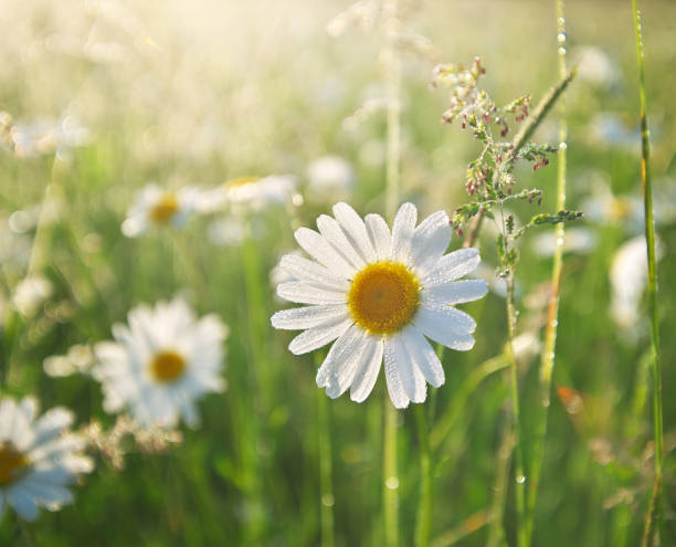 istock Daisy flower in morning dew 1493096458