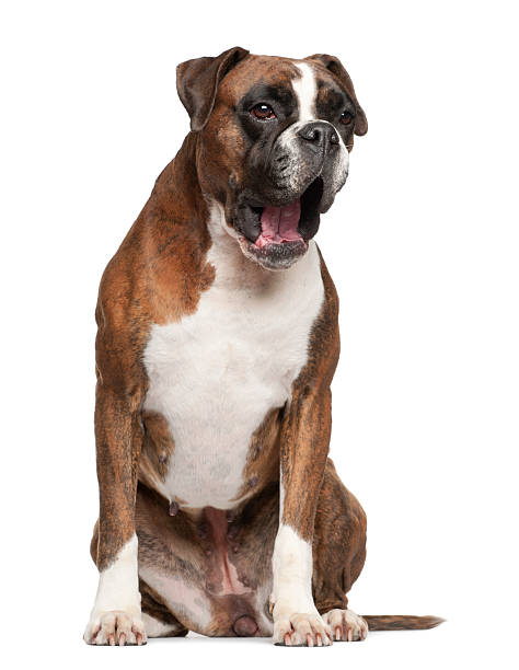 istock Boxer, 3 years old, yawning sitting against white background 149309781