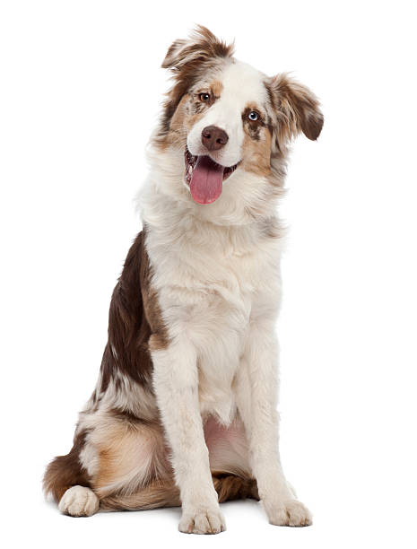 Australian Shepherd puppy, 6 months old, sitting against white background Australian Shepherd puppy, 6 months old, sitting against white background australian shepherd stock pictures, royalty-free photos & images