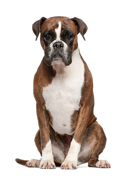 istock 3-year-old white and brown boxer sitting on white surface 149309792
