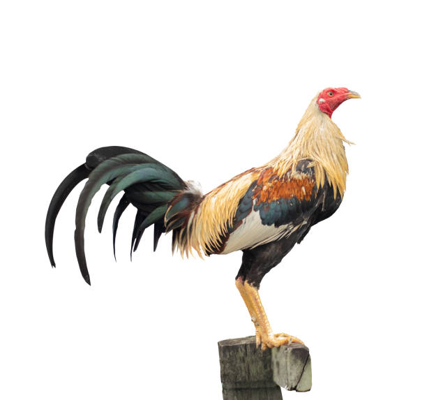 istock Philippine fighting cock perched on a log isolated on white background 1493098765