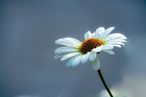 A single white daisy flower with water droplets