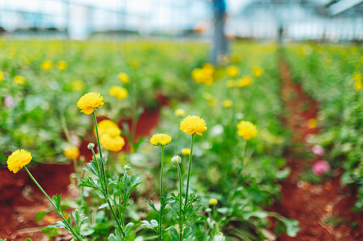 Yellow ranunculus flowers in greenhouse