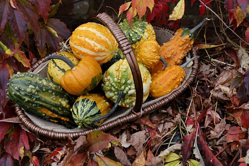 A basket filled with vibrant pumpkin and gourd varieties