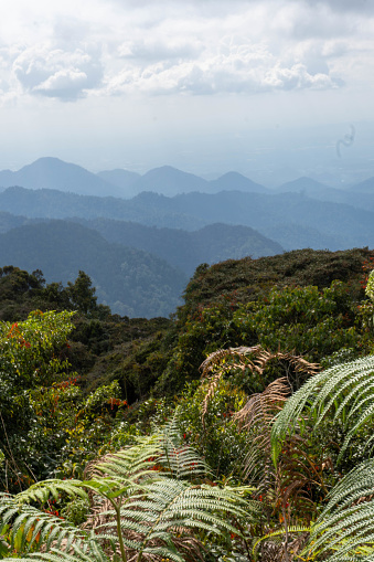 View on mountains and vegetation with fern in foreground