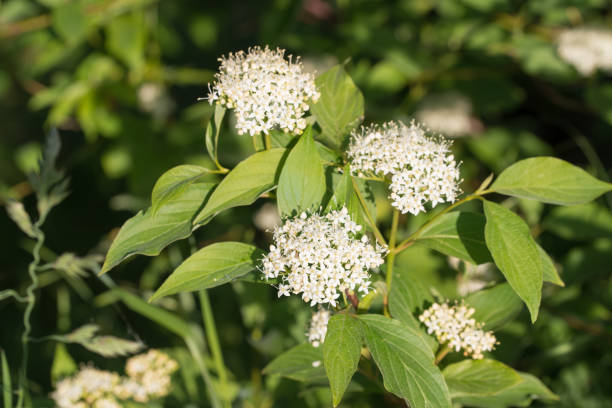 istock Cornus , white dogwood flowers closeup selective focus 1493101940