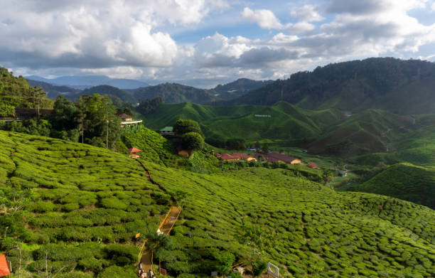 istock Cameron highlands tea plantation in the mountains 1493101959