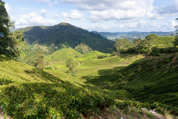 istock Cameron highlands tea plantation in the mountains 1493103392