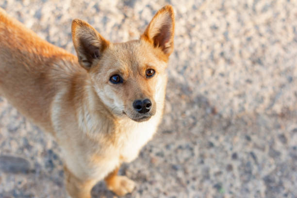 istock A small red-haired dog looks expectantly at the camera. 1493109794