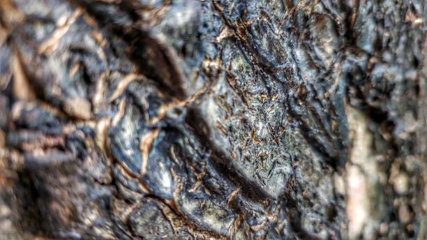istock Abstract structure of old tree bark in the middle of forest 1493109844