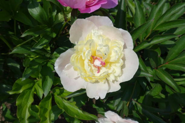 istock Cream white flower of common peony in June 1493110236