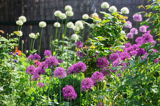 Beautiful blooming flowers of Purple and White Allium in their natural Environment in the perennial cottage garden in spring sunshine