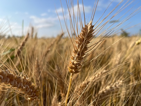 Egyptian Wheat dancing in the beautiful sunlight in a crop field in Egypt