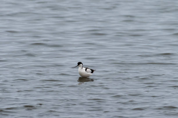 istock pied avocet  near Walvis Bay 1493113808