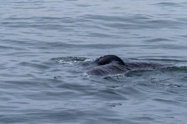 istock Whale surfacing in Walvis Bay 1493114396